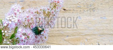 Rose Chafer - Cetonia Aurata - On Flowers Of Spirea Bumalda. High Quality Photo