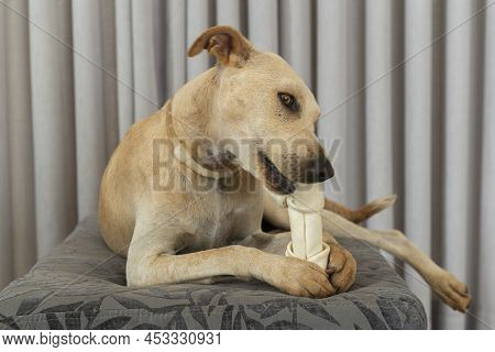 Adorable Hungry Dog Chewing A Bone Indoors. Cute Dog Loves To Eat And Play With Bones. Isolated Dog 
