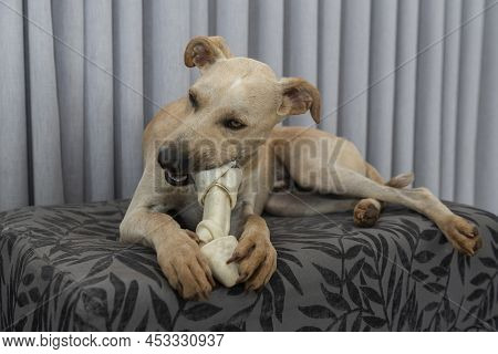 Adorable Hungry Dog Chewing A Bone Indoors. Cute Dog Loves To Eat And Play With Bones. Isolated Dog 