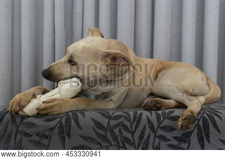 Adorable Hungry Dog Chewing A Bone Indoors. Cute Dog Loves To Eat And Play With Bones. Isolated Dog 