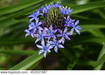 Cuban Lily (scilla Peruviana) Flowewrs. Asparagaceae Perennial Plants. Native To The Mediterranean C