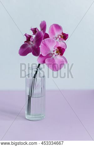 Beautiful Violet Orchid Flowers In A Vase On Pastel Purple Background. Minimal Concept.
