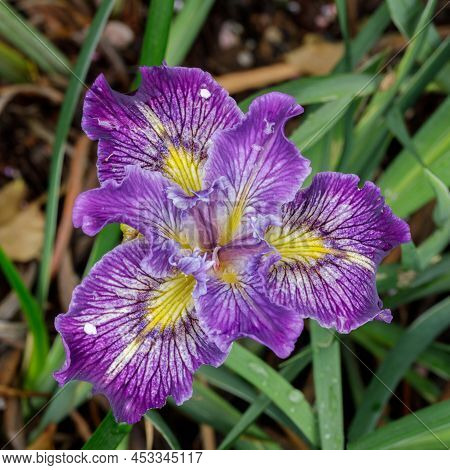 Pacific Coast Hybrid Iris In Bloom. Santa Clara County, California, Usa.