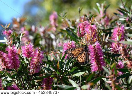 Colorful Australian Garden Background With A Monarch Butterfly Feeding On Nectar Of A Vibrant Pink N