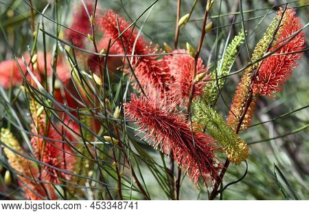 Vibrant Red And Orange Flowers  Of The Australian Native Mountain Hakea, Hakea Grammatophylla, Famil