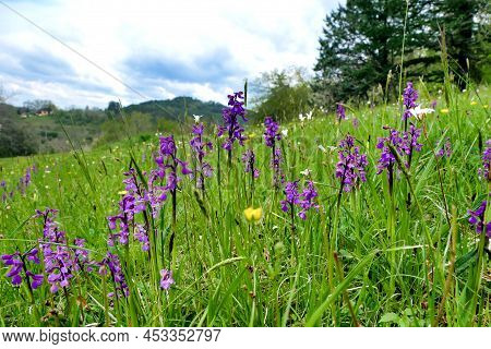 Meadow Full Of Early Purple Orchids (orchis Mascula)
