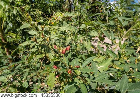Cajanus Indicus Spreng, A Shrub Or Perennial, Flowering