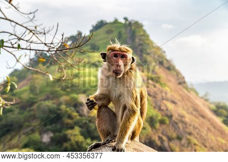 Wild Monkey In The Dambulla Cave Temple In Sunny Day In Sri Lanka