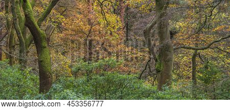 Epic Vibrant Colorful Autumn Landscape Image Of Dodd Woods In Lake District