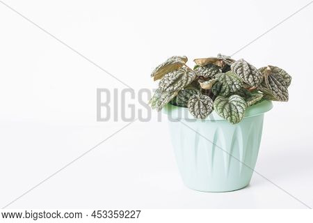 Green Plant Peperomia Caperata Burbella On White Background With Copy Space. Home Plant Concept. Tex