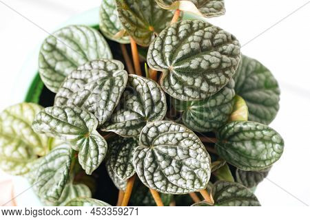 Green Plant Peperomia Caperata Burbella On White Background Close-up. Home Plant Concept. Texture Of