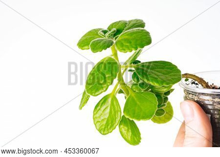 Green Plant Plectranthus Hadiensis Tomentosus On White Background. Home Plant Concept. Texture Of Fl