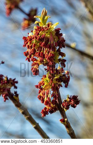 Acer Negundo, Box Elder, Boxelder, Ash-leaved And Maple Ash, Manitoba, Elf, Ashleaf Maple Male Inflo