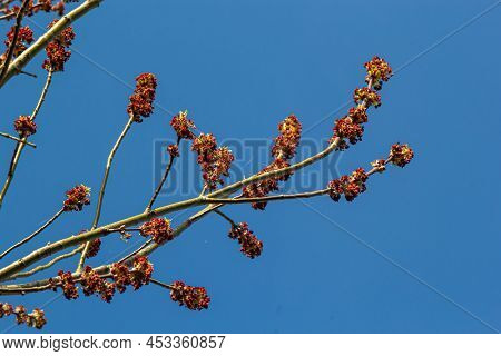 Ash-leaved Maple, Acer Negundo, Manitoba Maple, Maple Ash. Flowering Boxelder Maple
