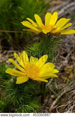 Adonis Vernalis Is A Perennial Flowering Plant In Sping Garden. Adonis Vernalis Is A Medicinal Plant