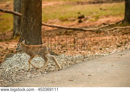 Baby Mouflon Sheep At The Wild Animal Safari In Pine Mountain, Ga