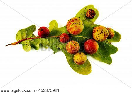 Oak Leaf Apple Disease Consisting Of Insect Larvae Isolated On A White Background