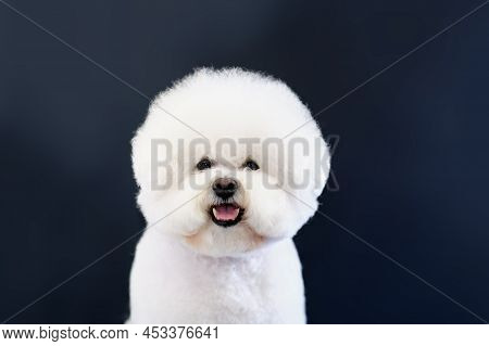 Portrait Of A White Dog Bichon Frize On A Dark Background.