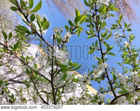 Bloomingtree, Early Spring, Beautiful View Attracts The Eye, Romantic Mood, Desire For Freedom And A