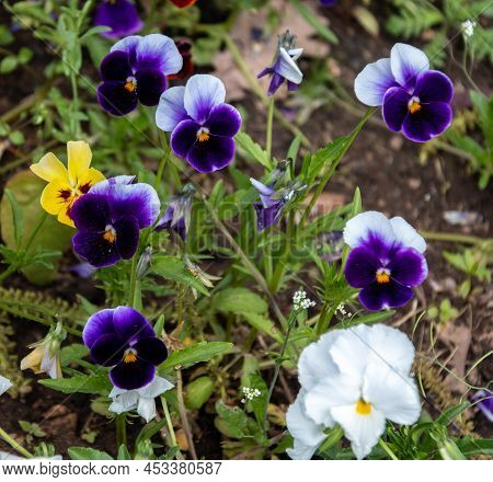 Yellow And Purple Blooming Pansies In The Garden. Viola Cornuta, Horned Pansies, Crested Pansies