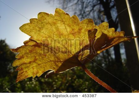 Autumn Leaf