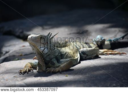 Large Grey Iguana With A Smaller Lizard Crawling Over His Tail.