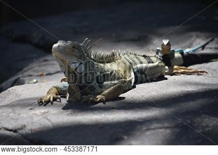 Large Iguana With Spikes Along His Spine On A Rock.