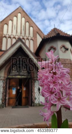Pink Hyazinth Against The Background Of An Old Church. Svetlogorsk.