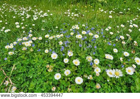 Germander Speedwell (veronica Chamaedrys), Also Known As Birds-eye Speedwell, Growing Amongst The Da