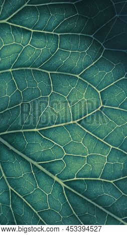 Plant Leaf Closeup. Mosaic Pattern Of  Cells And Veins. Blue-green Dark Mobile Phone Wallpaper. Abst