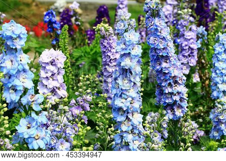 Amazing View Of Blooming Delphinium(candle Delphinium,english Larkspur,tall Larkspur) Flowers,close-