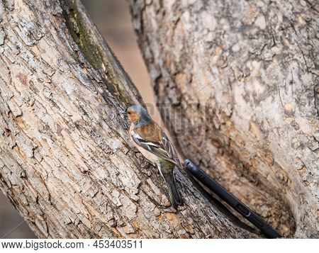 Common Chaffinch, Fringilla Coelebs, Sits On A Tree. Common Chaffinch In Wildlife.