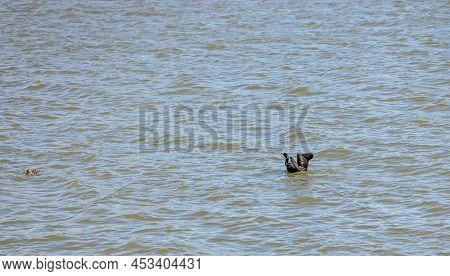 Double-crested Cormorants (nannopterum Auritum) In The Lake Arbor Park, Denver, Colorado