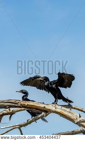 Double-crested Cormorants (nannopterum Auritum) In The Lake Arbor Park, Denver, Colorado