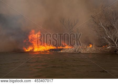 Disaster. Fire In Nature Reserve On Volga River In Astrakhan Region. Russia. Fire Mercilessly Destro