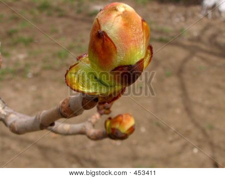 Spring Branch
