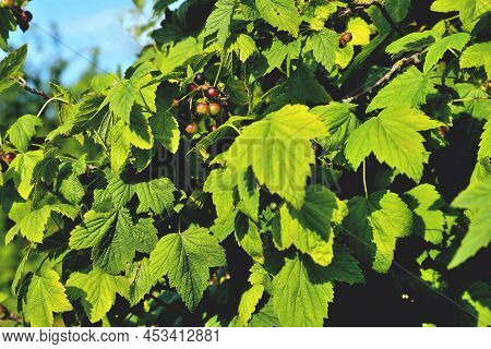 Blackcurrant Bush, Ripening Blackcurrant Berries, Blackcurrant Leaves, Sunlight On The Leaves, Selec