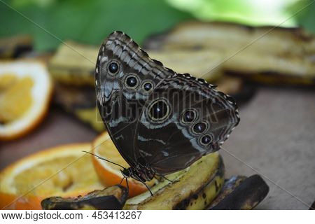 Barn Owl Butterfly On Old Rotting Fruit On A Hot Day.
