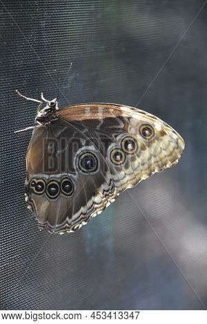 A Look At The Wings Of A Barn Owl Butterfly Resting On A Screen.