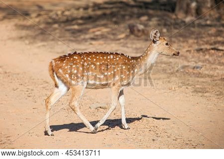 Young Chital (spotted Deer Or Axis Deer) Walking On A Dry Grass Crossing The Road