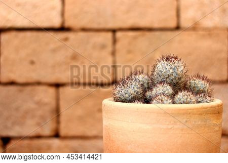 Cactus In Plant Pot With Brick Background