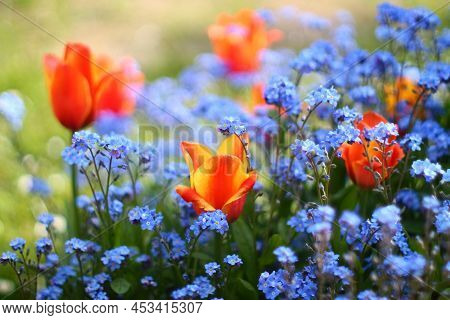 Orange Red Tulips In Blue Forget-me-not Flowers. Selected Focus.