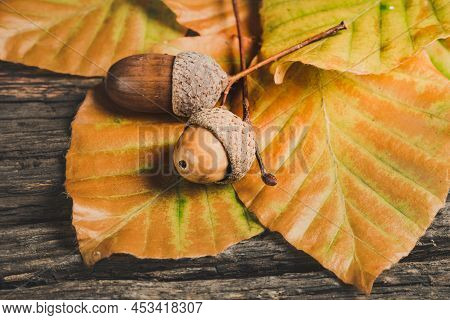 Background Of Colored Wet Autumnal Maple Leaves In A Morning