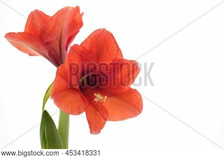 Beautiful Flowers Background And Copy Space For Your Design