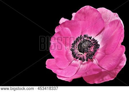 Beautiful Flowers Background And Copy Space For Your Design