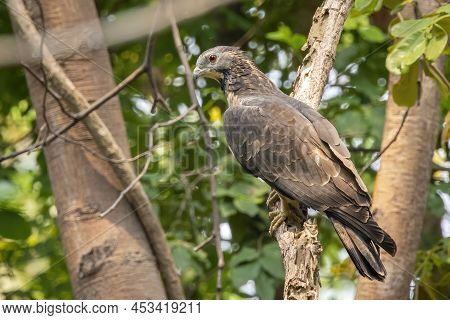 Image Of Oriental Honey Buzzard Bird On A Tree Branch On Nature Background. Hawk. Animals.