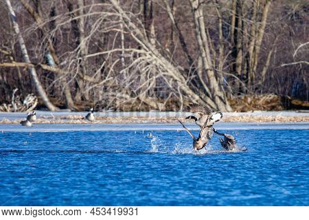 Canada Geese (branta Canadensis) Interacting On Lake Wausau, Wausau, Wisconsin  In April, Horizontal