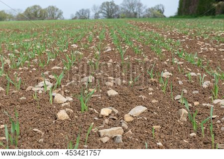 Spring Barley (hordeum Vulgare) Crop