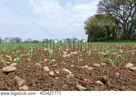 Spring Barley (hordeum Vulgare) Crop