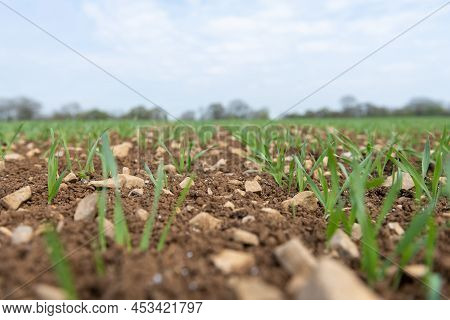 Spring Barley (hordeum Vulgare) Crop